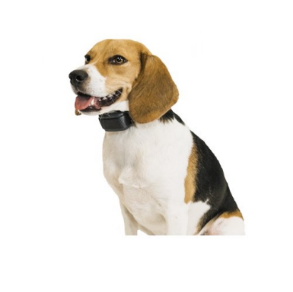 Bark Collar